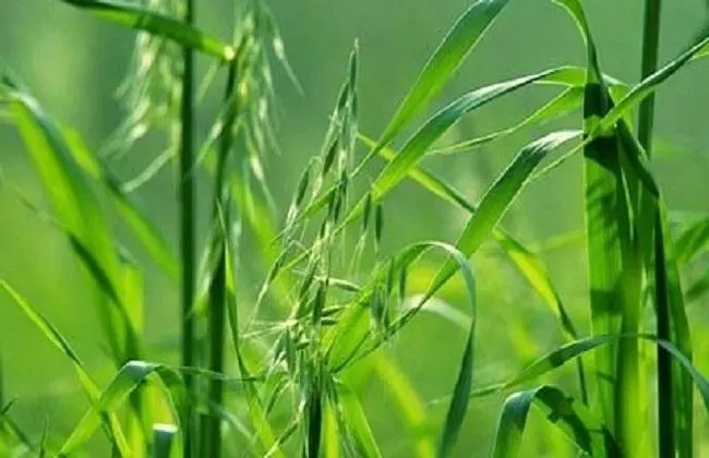u=2555814876,42354815&fm=253&fmt=auto&app=138&f=JPEG.webp.jpg