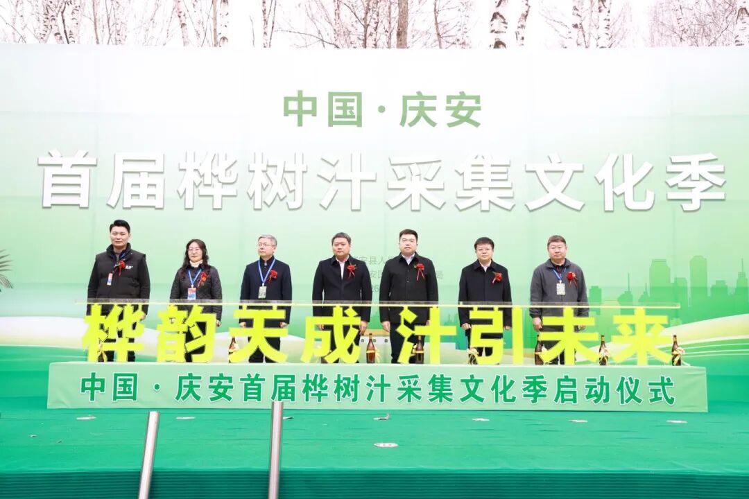 以桦为媒 向绿而行——中国·庆安首届桦树汁采集文化季盛大启幕